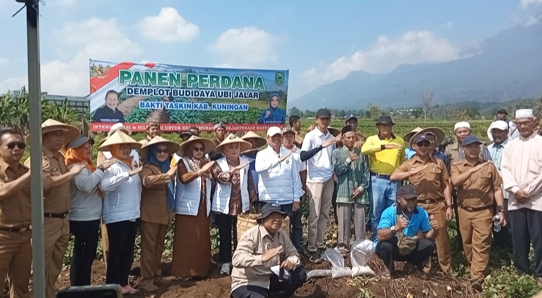 ‎Panen Perdana Ubi Jalar di Cilimus, Bakti Taskin Targetkan Jadi Program Penanggulangan Kemiskinan